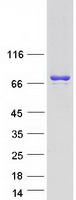 UBASH3B / STS-1 Protein - Purified recombinant protein UBASH3B was analyzed by SDS-PAGE gel and Coomassie Blue Staining
