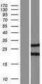UBCH / UBE2H Protein - Western validation with an anti-DDK antibody * L: Control HEK293 lysate R: Over-expression lysate
