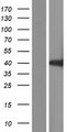 UBE1DC1 / UBA5 Protein - Western validation with an anti-DDK antibody * L: Control HEK293 lysate R: Over-expression lysate