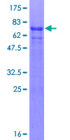 UBE1DC1 / UBA5 Protein - 12.5% SDS-PAGE of human UBE1DC1 stained with Coomassie Blue
