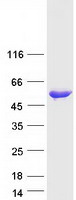 UBE1DC1 / UBA5 Protein - Purified recombinant protein UBA5 was analyzed by SDS-PAGE gel and Coomassie Blue Staining