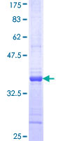 UBE1L / UBA7 Protein - 12.5% SDS-PAGE Stained with Coomassie Blue.