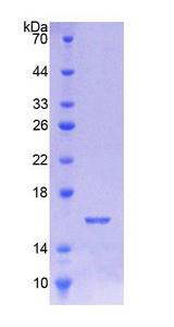 UBE1L / UBA7 Protein - Recombinant Ubiquitin Activating Enzyme E1 Like Protein By SDS-PAGE