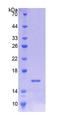 UBE1L / UBA7 Protein - Recombinant Ubiquitin Activating Enzyme E1 Like Protein By SDS-PAGE