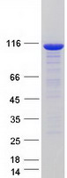 UBE1L / UBA7 Protein - Purified recombinant protein UBA7 was analyzed by SDS-PAGE gel and Coomassie Blue Staining