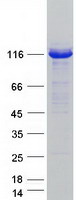 UBE1L2 / UBE1L2 Protein - Purified recombinant protein UBA6 was analyzed by SDS-PAGE gel and Coomassie Blue Staining
