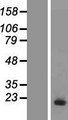 UBE2D3 / UBCH5C Protein - Western validation with an anti-DDK antibody * L: Control HEK293 lysate R: Over-expression lysate