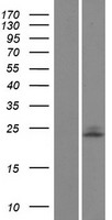 UBE2E1 / UBCH6 Protein - Western validation with an anti-DDK antibody * L: Control HEK293 lysate R: Over-expression lysate