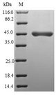 UBE2F Protein - (Tris-Glycine gel) Discontinuous SDS-PAGE (reduced) with 5% enrichment gel and 15% separation gel.