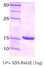 UBE2I / UBC9 Protein