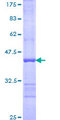 UBE2J1 Protein - 12.5% SDS-PAGE Stained with Coomassie Blue.