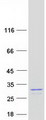 UBE2K / LIG Protein - Purified recombinant protein UBE2K was analyzed by SDS-PAGE gel and Coomassie Blue Staining