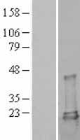 UBE2L3 / UBCH7 Protein - Western validation with an anti-DDK antibody * L: Control HEK293 lysate R: Over-expression lysate