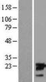UBE2M / UBC12 Protein - Western validation with an anti-DDK antibody * L: Control HEK293 lysate R: Over-expression lysate