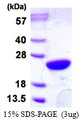 UBE2M / UBC12 Protein
