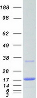 UBE2N / UBC13 Protein - Purified recombinant protein UBE2N was analyzed by SDS-PAGE gel and Coomassie Blue Staining