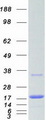 UBE2N / UBC13 Protein - Purified recombinant protein UBE2N was analyzed by SDS-PAGE gel and Coomassie Blue Staining