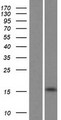 UBE2NL Protein - Western validation with an anti-DDK antibody * L: Control HEK293 lysate R: Over-expression lysate