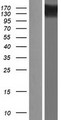 UBE2O Protein - Western validation with an anti-DDK antibody * L: Control HEK293 lysate R: Over-expression lysate