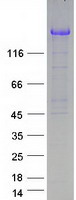 UBE2O Protein - Purified recombinant protein UBE2O was analyzed by SDS-PAGE gel and Coomassie Blue Staining