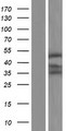 UBE2Q2 Protein - Western validation with an anti-DDK antibody * L: Control HEK293 lysate R: Over-expression lysate