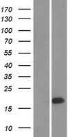 UBE2W Protein - Western validation with an anti-DDK antibody * L: Control HEK293 lysate R: Over-expression lysate