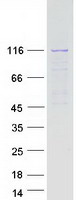 UBE3C Protein - Purified recombinant protein UBE3C was analyzed by SDS-PAGE gel and Coomassie Blue Staining