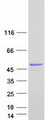 UBFD1 Protein - Purified recombinant protein UBFD1 was analyzed by SDS-PAGE gel and Coomassie Blue Staining