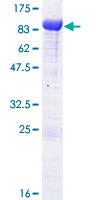 Ubiquilin 2 / UBQLN2 Protein - 12.5% SDS-PAGE of human UBQLN2 stained with Coomassie Blue