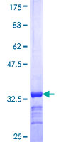 Ubiquilin 2 / UBQLN2 Protein - 12.5% SDS-PAGE Stained with Coomassie Blue.