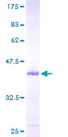 UBL3 Protein - 12.5% SDS-PAGE of human UBL3 stained with Coomassie Blue