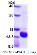 UBL3 Protein