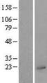UBL4A Protein - Western validation with an anti-DDK antibody * L: Control HEK293 lysate R: Over-expression lysate