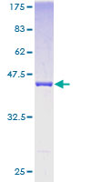 UBL4A Protein - 12.5% SDS-PAGE of human UBL4 stained with Coomassie Blue