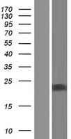 UBL4B Protein - Western validation with an anti-DDK antibody * L: Control HEK293 lysate R: Over-expression lysate