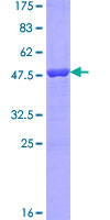 UBL4B Protein - 12.5% SDS-PAGE of human UBL4B stained with Coomassie Blue