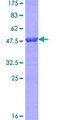 UBL4B Protein - 12.5% SDS-PAGE of human UBL4B stained with Coomassie Blue