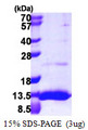 UBL5 Protein