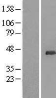 UBL7 Protein - Western validation with an anti-DDK antibody * L: Control HEK293 lysate R: Over-expression lysate