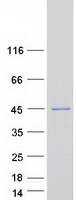 UBL7 Protein - Purified recombinant protein UBL7 was analyzed by SDS-PAGE gel and Coomassie Blue Staining