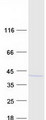 UBLCP1 Protein - Purified recombinant protein UBLCP1 was analyzed by SDS-PAGE gel and Coomassie Blue Staining