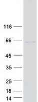 UBOX5 Protein - Purified recombinant protein UBOX5 was analyzed by SDS-PAGE gel and Coomassie Blue Staining