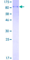 UBP1 Protein - 12.5% SDS-PAGE of human UBP1 stained with Coomassie Blue