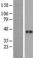 UBP43 / USP18 Protein - Western validation with an anti-DDK antibody * L: Control HEK293 lysate R: Over-expression lysate