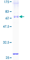 UBP43 / USP18 Protein - 12.5% SDS-PAGE of human USP18 stained with Coomassie Blue