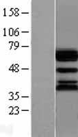 UBQLN1 / Ubiquilin Protein - Western validation with an anti-DDK antibody * L: Control HEK293 lysate R: Over-expression lysate