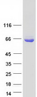 UBQLN1 / Ubiquilin Protein - Purified recombinant protein UBQLN1 was analyzed by SDS-PAGE gel and Coomassie Blue Staining