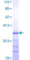 UBQLN3 Protein - 12.5% SDS-PAGE Stained with Coomassie Blue.
