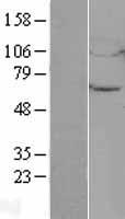 UBQLN4 Protein - Western validation with an anti-DDK antibody * L: Control HEK293 lysate R: Over-expression lysate