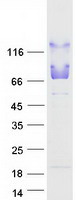 UBQLN4 Protein - Purified recombinant protein UBQLN4 was analyzed by SDS-PAGE gel and Coomassie Blue Staining